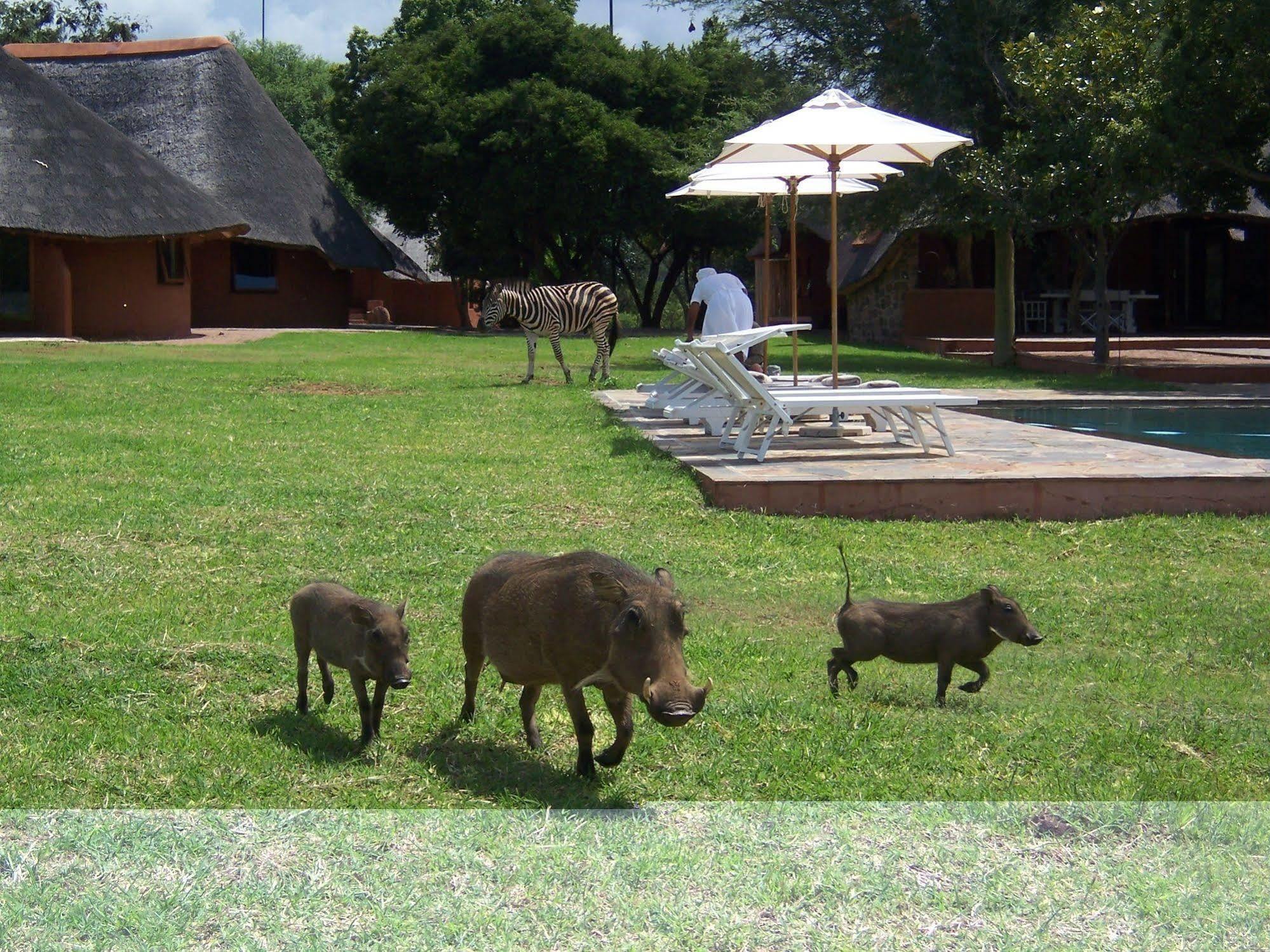 Zebras Crossing Private Game Lodge Modimolle Bagian luar foto